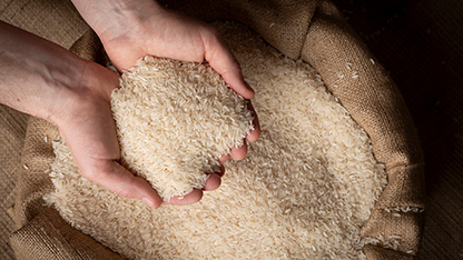 mâinile ținând orez